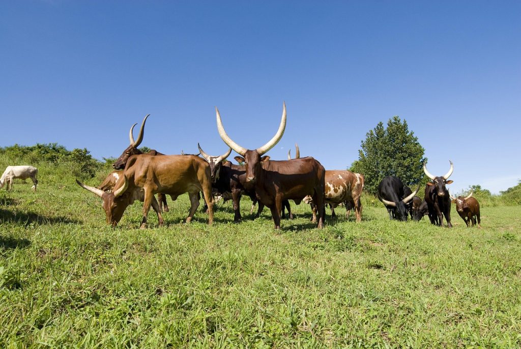 ankole cows, cows, grazing, uganda, long horns, blue sky, africa, ankole-watusi, farm, breed, horned, domestic, beef, large, bovine, cattle, ankole cows, uganda, uganda, uganda, uganda, uganda